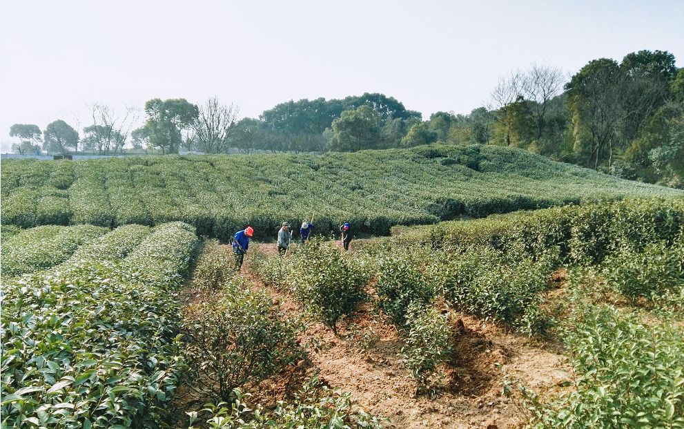 祠山岗茶场绿色新典范，探索新时代绿色发展之路