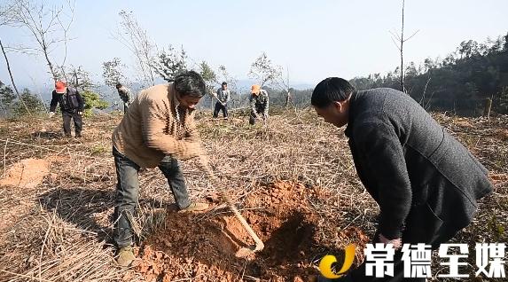 花岩溪林场发展规划揭秘，迈向绿色可持续发展之路